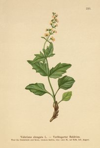 伸長バレリアン（Valeriana elongata） 作： German School