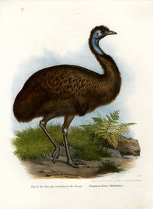 エミュー、1864