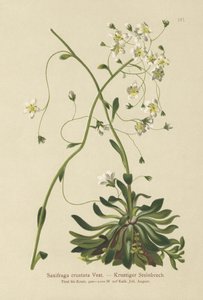 ちりばめられたSaxifrage（Saxifraga crustata） 作： German School