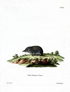 ユーラシア大陸のトガリネズミ（彩色済み彫刻 作： German School