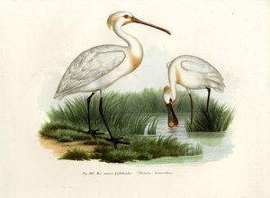 ユーラシアヘラサギ、1864 作： German School