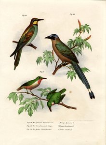 ヨーロッパハチクイ、1864