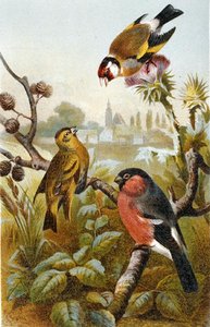 European Goldfinch, Icterine Greenbul and Eurasion Bullfinch, plate from "Brehm