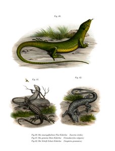 European Green Lizard（カラーリトグラフ 作： German School
