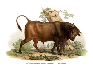 ヨーロッパの牛、1860 作： German School