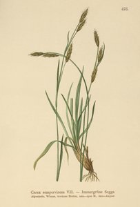 エバーグリーンセッジ（Carex sempervirens） 作： German School