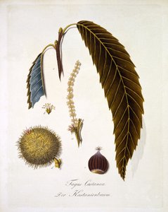 ヨハン・ダニエル・フォン・ライッター著「A Comprehensive Work on All Species of Wood」（1803-05年刊）に掲載されているFagus Castanea（彩色された彫刻）。 作： German School