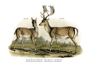 ダマジカ、1860 作： German School