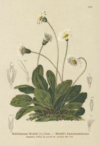 偽アスター（Bellidiastrum Michellii） 作： German School