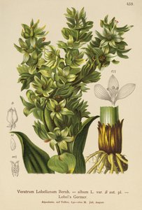 False Helleborine（Veratrumアルバム、Veratrum Lobelianum）