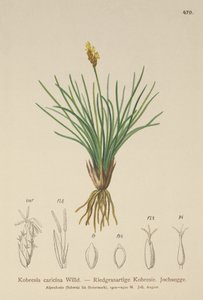 False Sedge（Kobresia simpliciuscula、Kobresia caricina） 作： German School