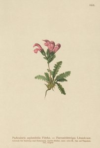 シダの葉のシラミ（Pedicularis asplenifolia）