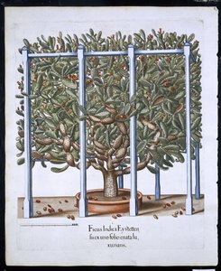 イチジクインディカホルスEystettensisバジルベスラー（1561年-1629年）パブから。 1613（手描きの彫刻） 作： German School