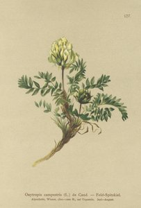 フィールドワカメ（Oxytropis campestris） 作： German School