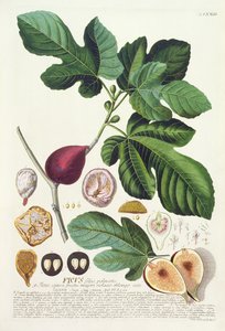 植物図書、パブからヨハンヤコブハイド（1704-67）版73によって彫刻されたイチジク。オーガスタス・ヴィンド 作： German School