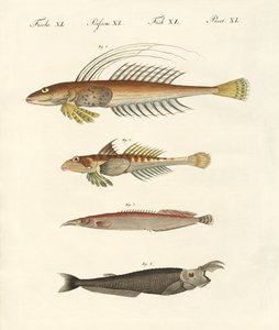 不思議な形をした魚（彩色済み彫刻 作： German School