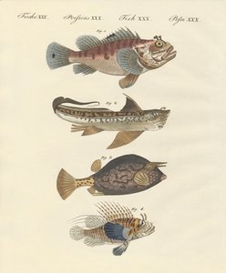 奇妙な形の魚 作： German School