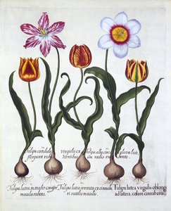 Hortus Eystettensisからの5つのチューリップ、バジルベスラー（1561-1629）、パブ。 1613（手塗りの彫刻） 作： German School