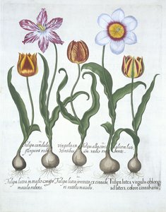 Hortus Eystettensisのバジルベスラー（1561-1629）パブによる5つのチューリップ。 1613（手描きの彫刻） 作： German School