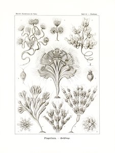 鞭毛虫、1899-1904 作： German School