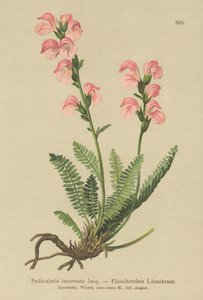 フレッシュピンクシラミ（Pedicularis incarnata）