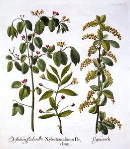 フライハニーサックルとホーソーン、Hortus Eystettensisから、バジルベスラー（1561-1629）、パブ。 1613（手描きの彫刻） 作： German School