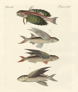 飛魚 作： German School