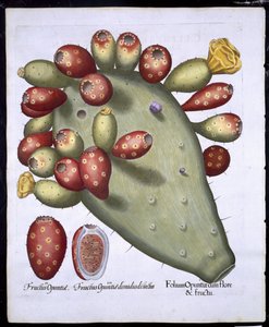 バジルベスラー（1561-1629）パブによるHortus Eystettensisからのフォリウムオプンティア。 1613（手描きの彫刻）