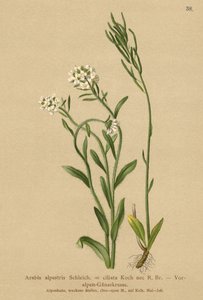 アルプスの壁丘クレス（Arabis alpestris、Arabis ciliata） 作： German School