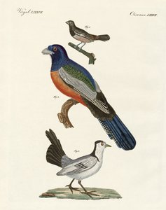 外国の鳥たち（彩色された彫刻 作： German School
