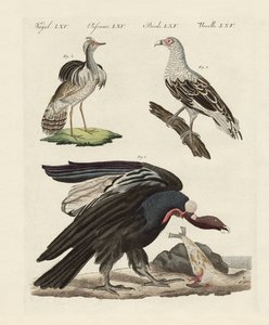 外国の鳥たち（彩色された彫刻 作： German School