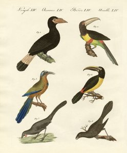 外国の鳥 作： German School