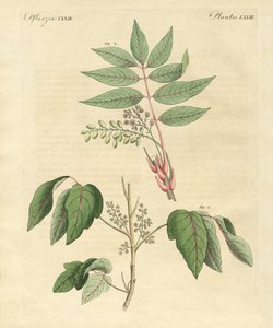 外国の有毒植物