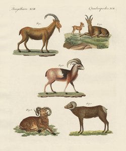 四足の動物（彩色済み彫刻 作： German School