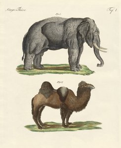 四足の動物（彩色済み彫刻 作： German School