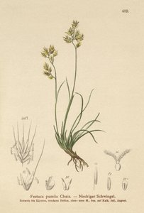 4葉フェスク（Festuca pumila、Festuca quadriflora） 作： German School
