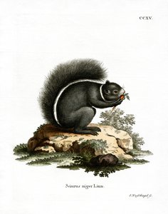 フォックス・リス（色付き刻印 作： German School