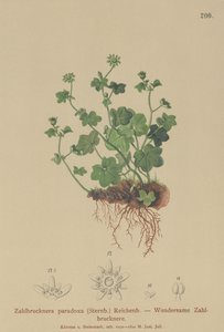 壊れやすいSaxifrage（Zahlbrucknera paradoxa、Saxifraga paradoxa） 作： German School