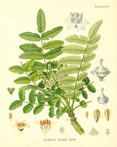 フランキンセンス、ケーラース薬用植物のイラスト、1887年に出版 作： German School