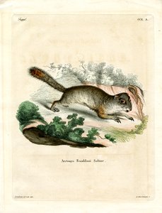 フランクリンのグラウンド・リス（彩色済み彫刻