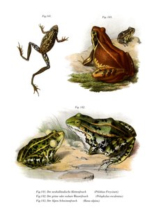 フレシネのアマガエル