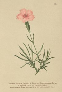 フリンジピンク（Dianthus Monspessulanus、Dianthus alpestris、Dianthus alpicola） 作： German School