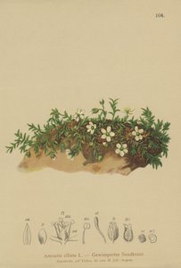フリンジサンドワート（Arenaria ciliata） 作： German School