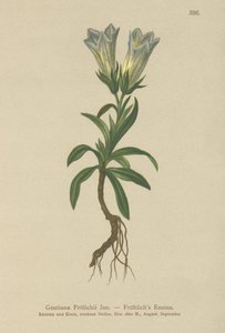 Froelichs Gentian（Gentiana Froelichii） 作： German School