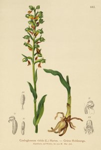 カエルオーキッド（Coeloglossum viride）