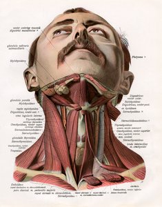 人間の首の筋肉と腺の正面図 作： German School