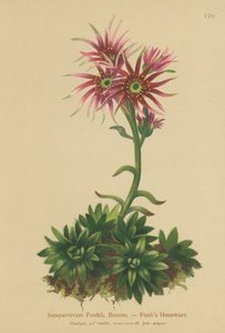 ファンクス編と雛（Sempervivum Funkii） 作： German School