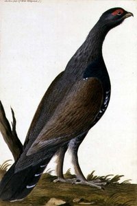ゲーム・バード」1740年頃（紙に水彩