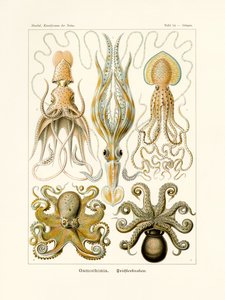 Gamochonia, 1899-1904 作： German School