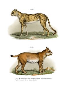 ジェパール、1860 作： German School